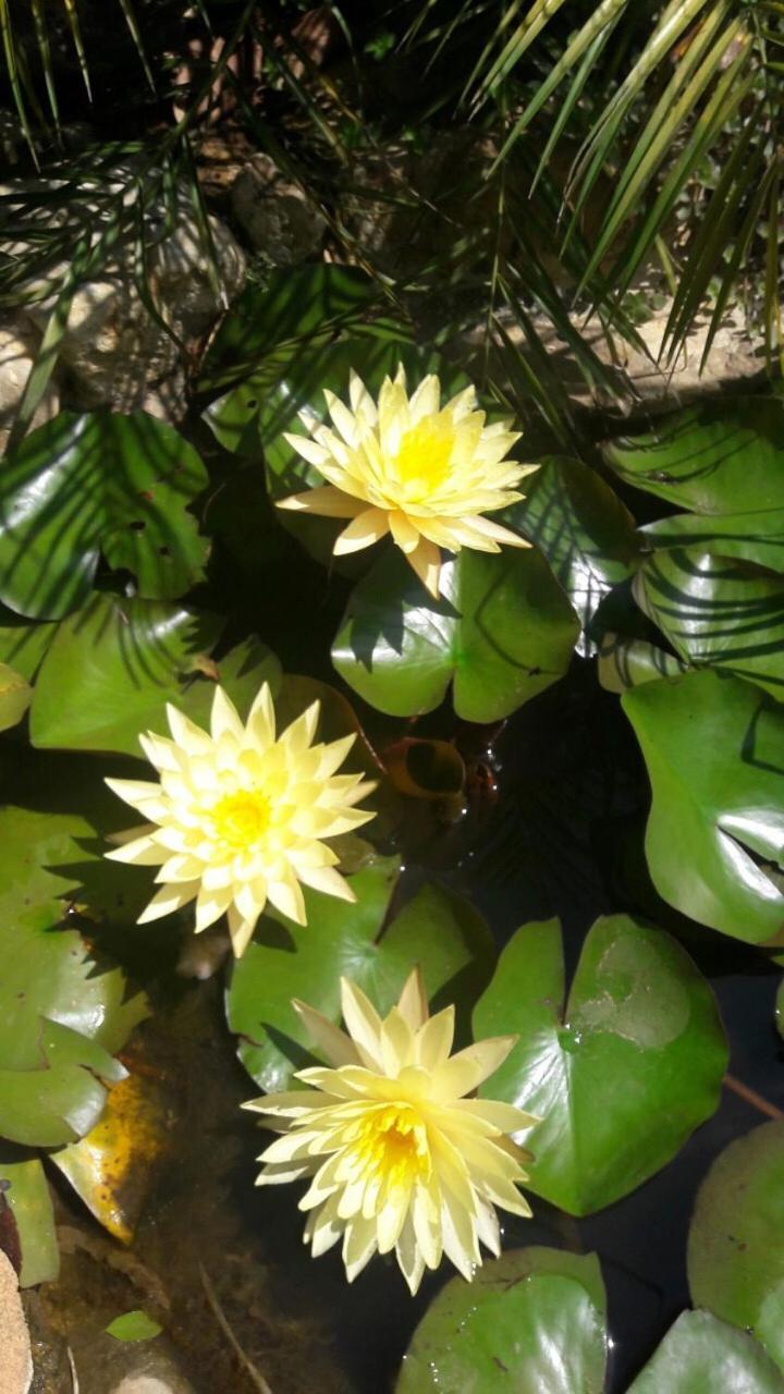 De Daisy Villa Homestay Da Lat Buitenkant foto
